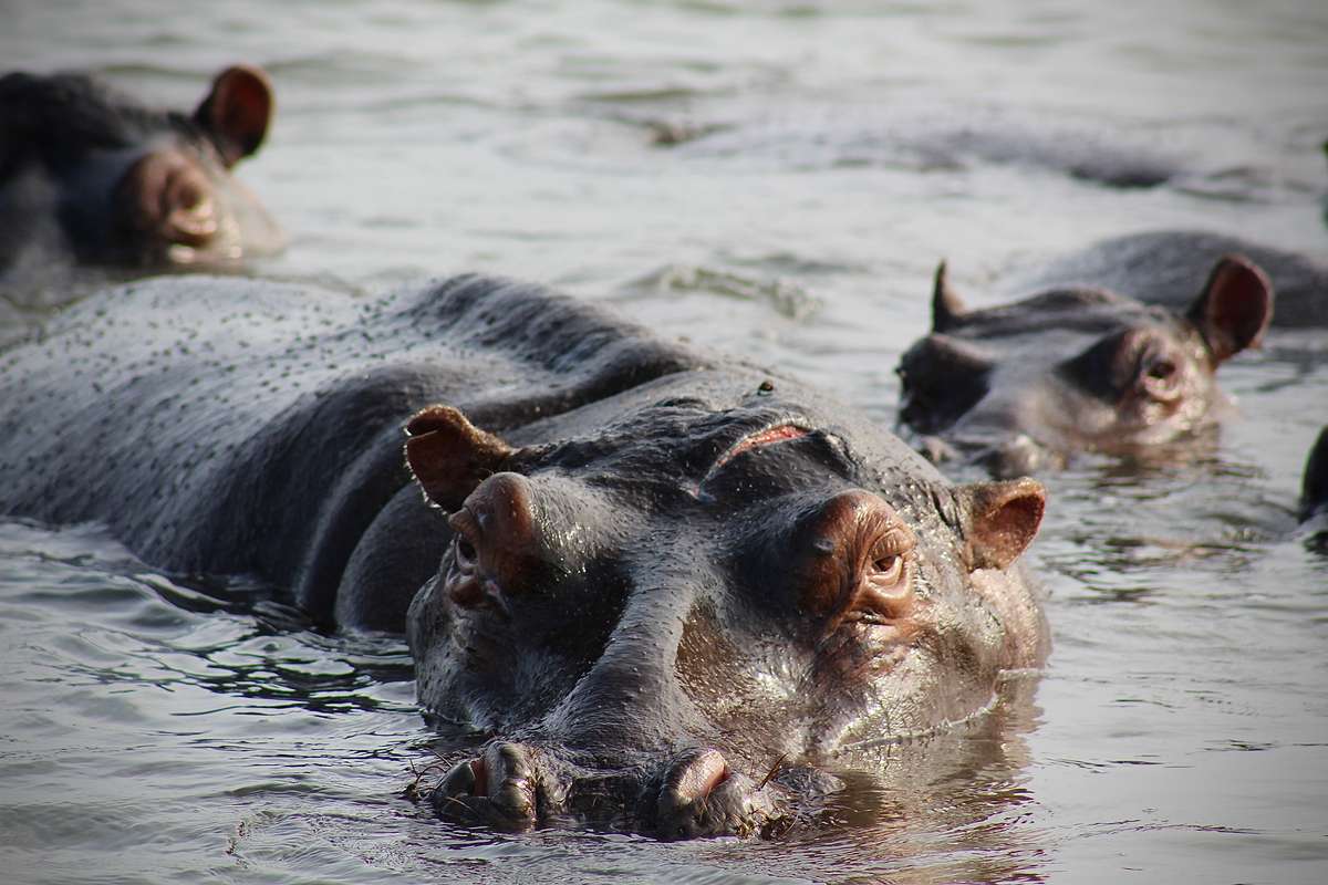 Other Wildlife Viewing Opportunities