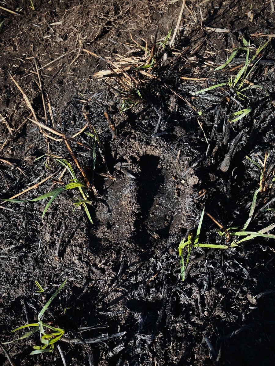 Cape Buffalo Tracking