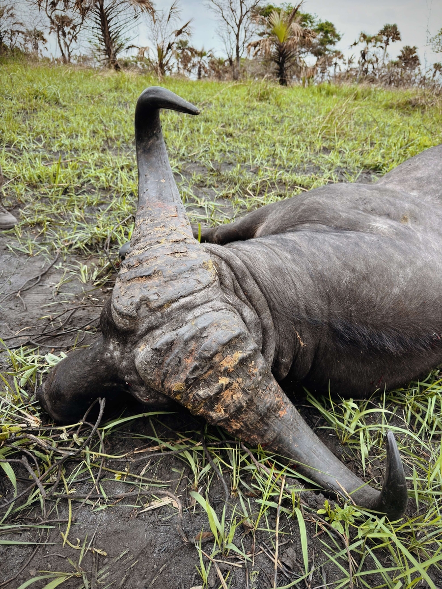 Trophy Cape Buffalo in Mozambique