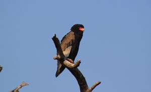 BATELEUR.jpeg