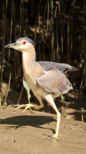 BLACK-CROWNED-NIGHT-HERON.jpeg