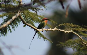 BOHM%27S-BEE-EATER.jpeg