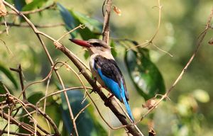 BROWN-HOODED-KINGFISHER.jpeg