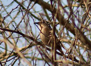 COLLARED-PALM-THRUSH.jpeg