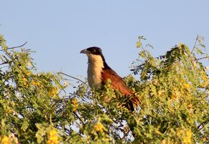 COUCAL.jpeg