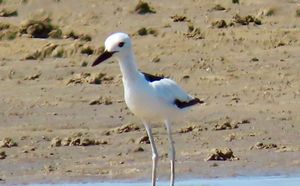 CRAB-PLOVER.jpeg