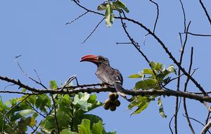 CROWNED-HORNBILL.jpeg