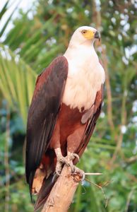 FISH-EAGLE-1.jpeg