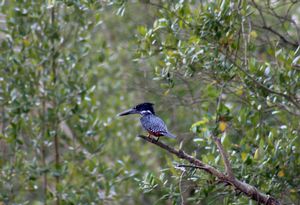 GIANT-KINGFISHER.jpeg