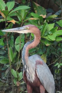 GOLIATH-HERON.jpeg