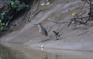 GREEN-BACKED-HERON.jpeg