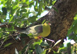 GREEN-PIGEON.jpeg