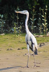 GREY-HERON.jpeg