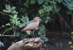 HAMERKOP.jpeg