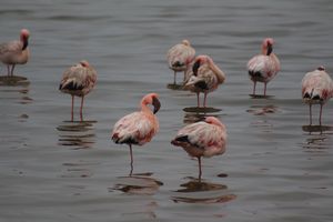 LESSER-FLAMINGO.jpeg