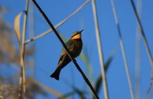 LITTLE-BEE-EATER.jpeg