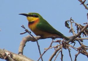 LITTLE-BEE-EATER1.jpeg