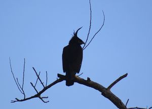 LONG-CRESTED-EAGLE%202.jpeg