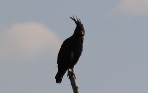 LONG-CRESTED-EAGLE.jpeg