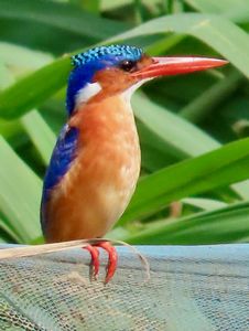 MALACHITE-KINGFISHER-1.jpeg