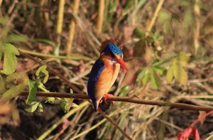 MALACHITE-KINGFISHER.jpeg