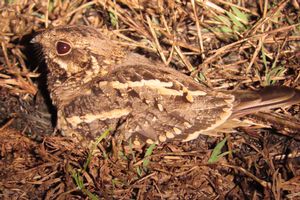 NIGHTJAR.jpeg