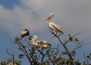 PELICANS.jpeg