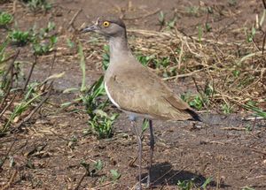 SENEGAL-LAPWING.jpeg