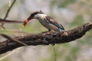 STRIPED-KINGFISHER.jpeg