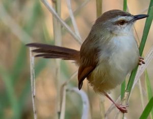 TAWNY-FLANKED-PRINIA.jpeg