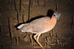 WHITE-BACKED-NIGHT-HERON.jpeg