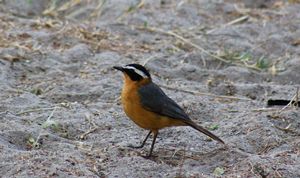 WHITE-BROWED-ROBIN-CHAT.jpeg