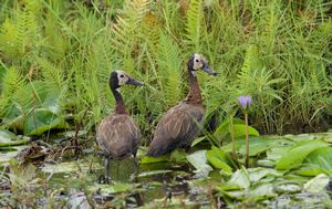 WHITE-FACE-WHISTLING-DUCK.jpeg