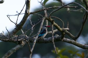 WOODLAND-KINGFISHER.jpeg