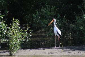 YELLOW-BILLED-STORK.jpeg