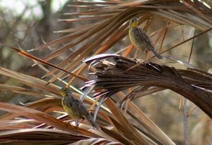 YELLOW-THROATED-LONGCLAW1.jpeg