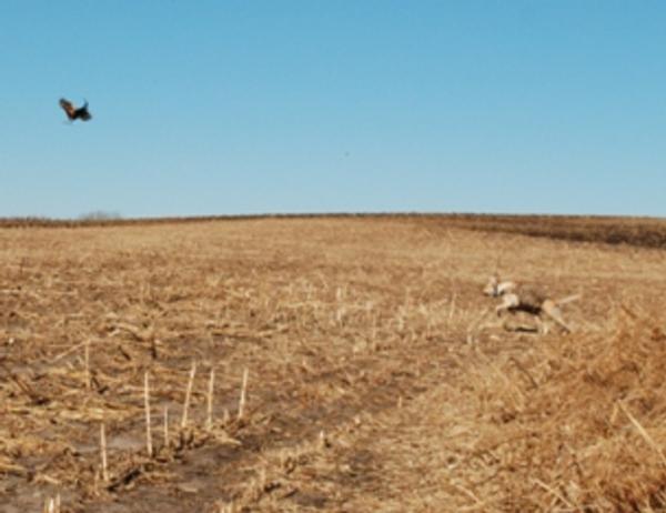 Food Plots