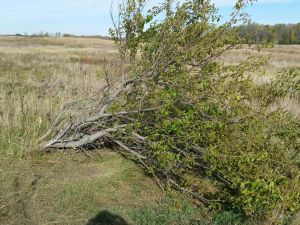 Pebbles_Cut_Tree.jpg