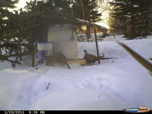 Shelled Corn Feeders