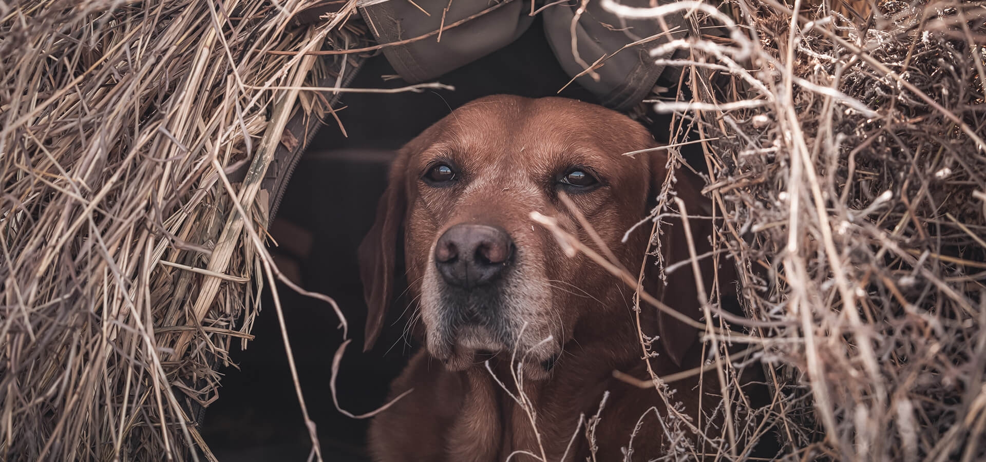 DOVE HUNTING