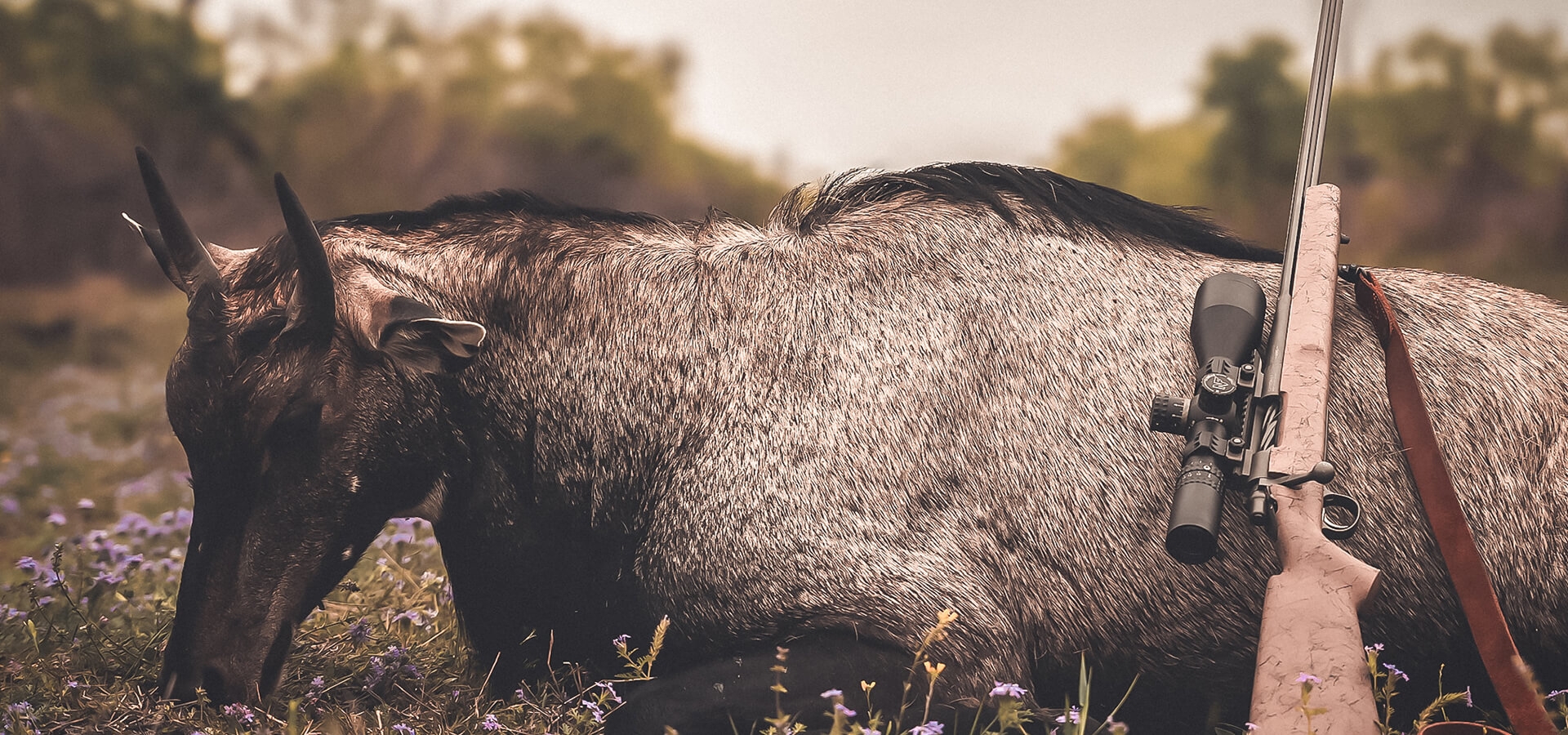 NILGAI HUNTING