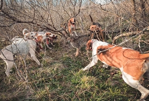 Predator Hunting