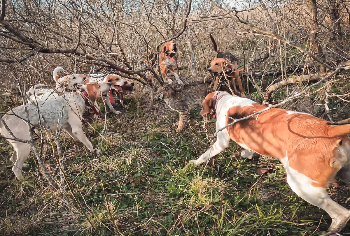 Bobcat Hunt Details