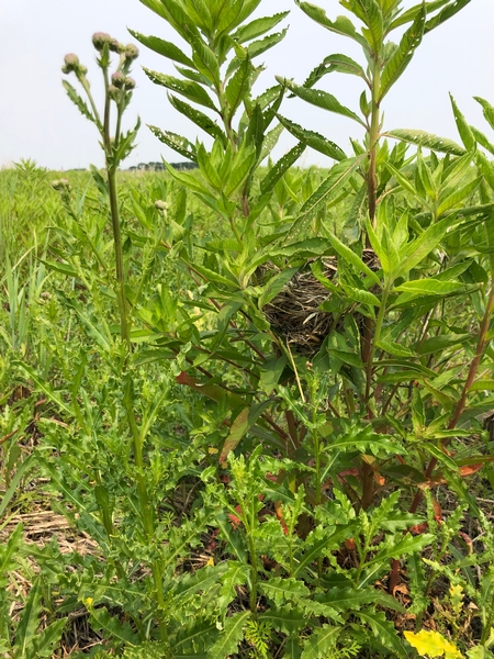 Tension in the grasslands