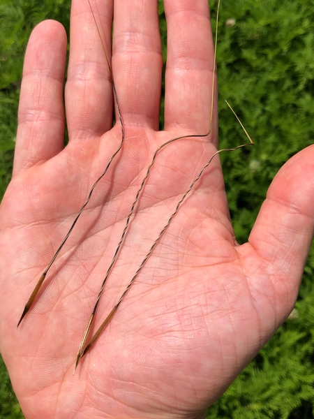 Pictures From the Prairie- Porcupine grass