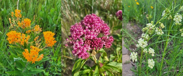 Pictures From the Prairie: Milkweed species