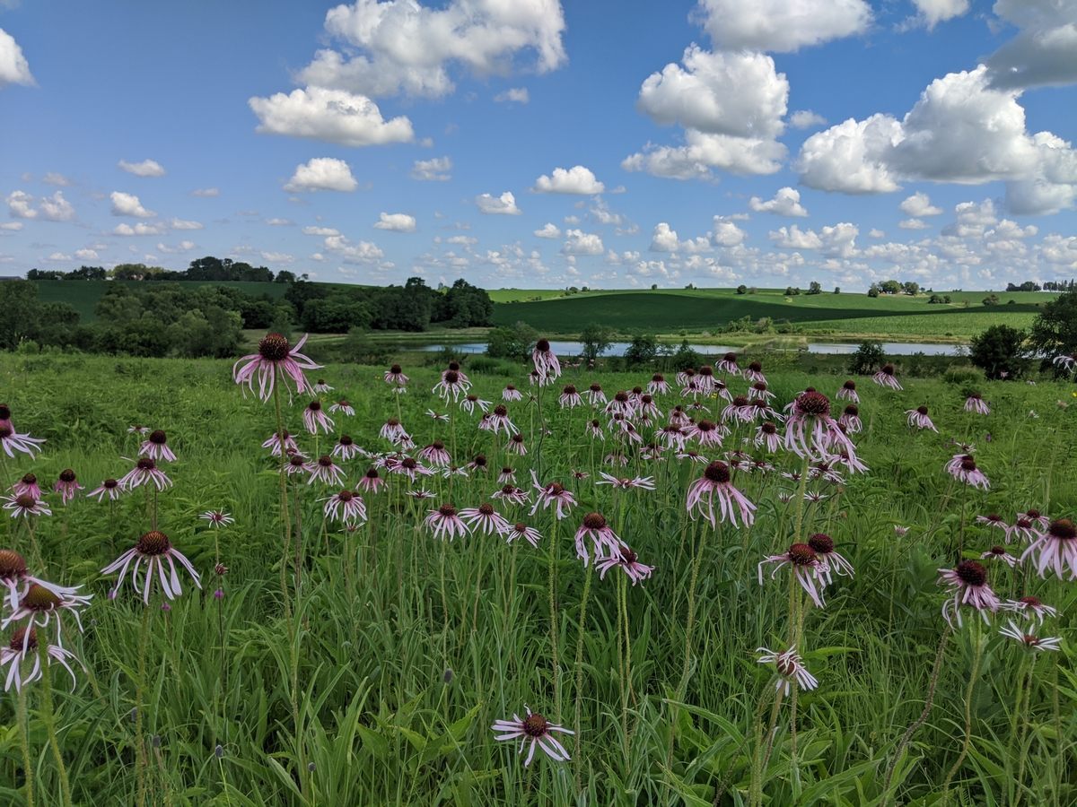 Blooming wildflowers after a burn the previous year