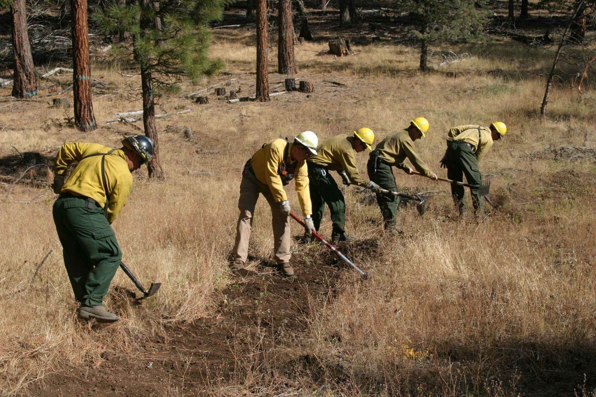 A crew of firefighters dig handline in grass