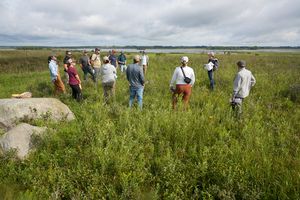 Conservation%20grazing%2011.JPG