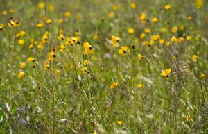 Conservation%20grazing%2016.JPG